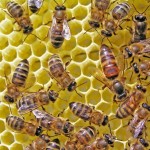 Bee Removal in Oceanside: Tips for Avoiding a Bee Attack