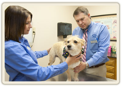 Keep Your Pet Healthy Using Roswell Animal Hospitals