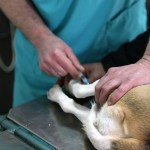 Finding the best 24 Hour Vet For Your Pet