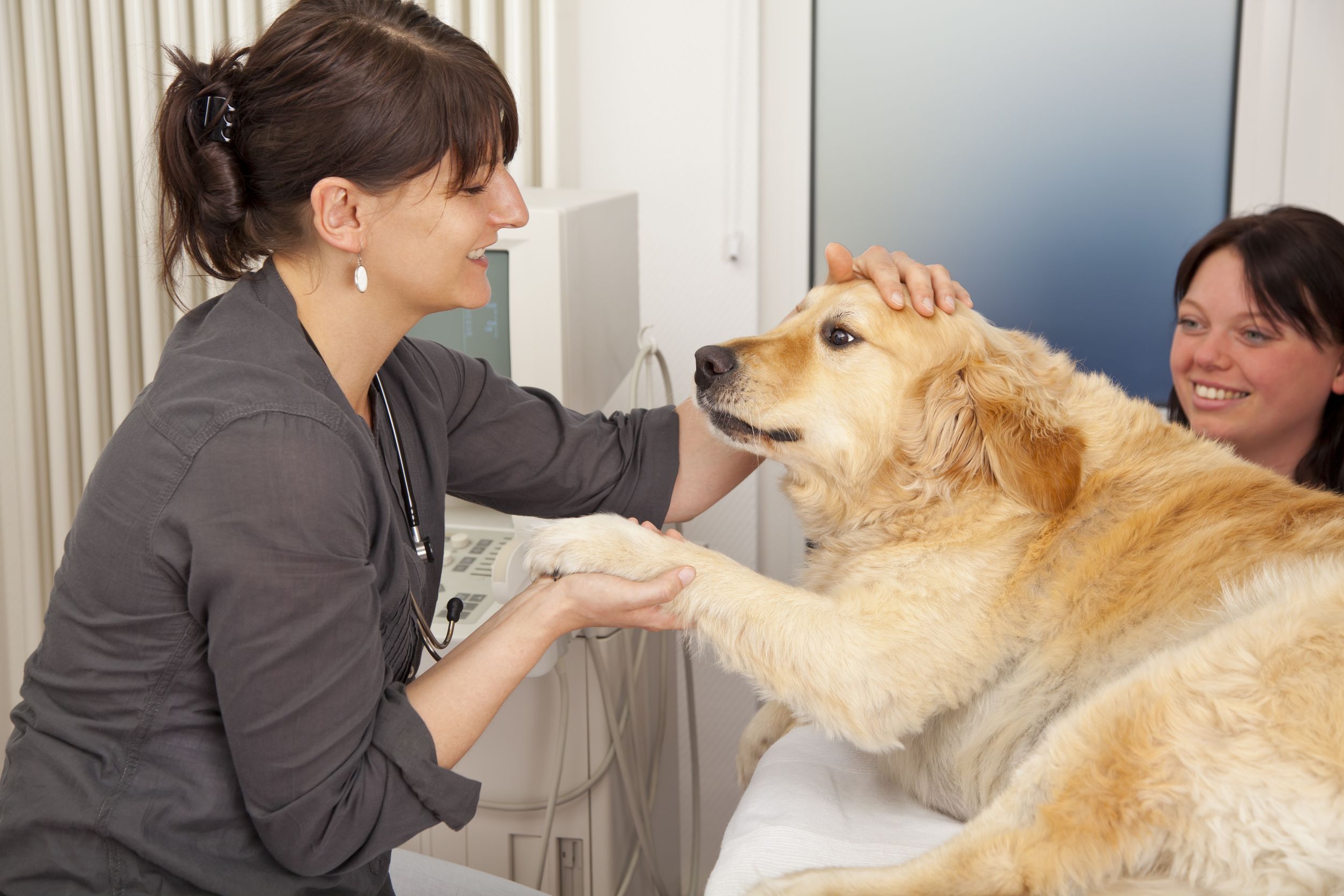 Keep your pet healthy with a visit to the veterinarian