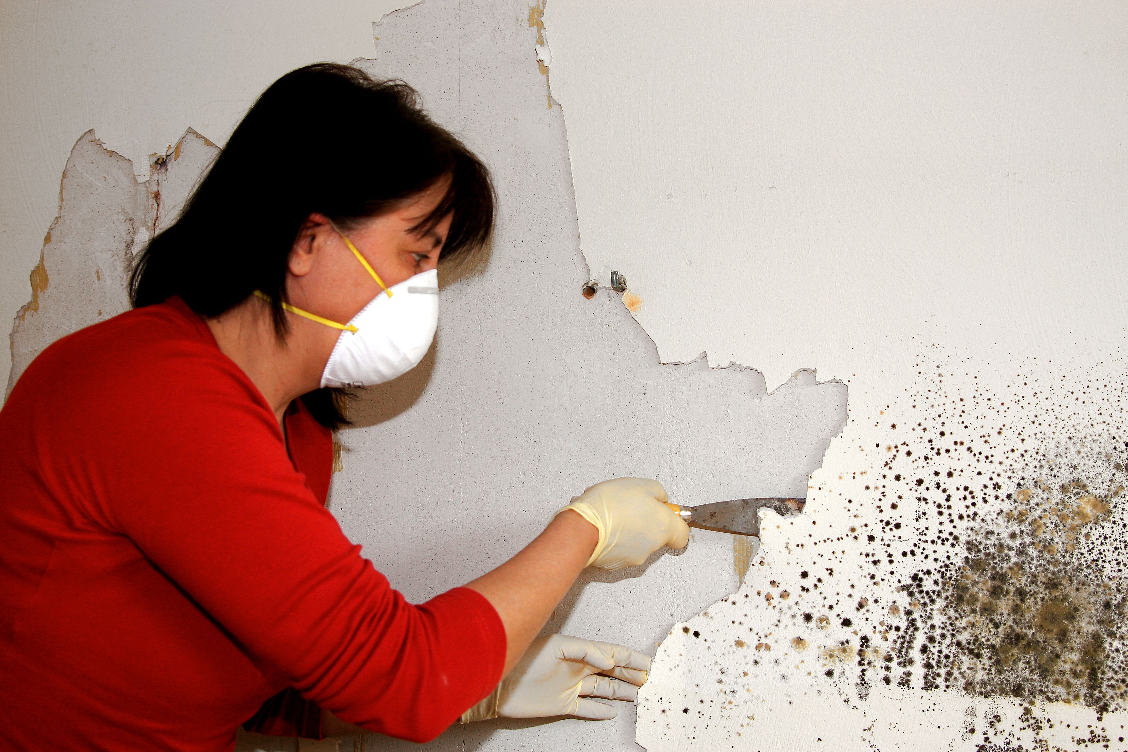 Get the Right Service Provider for Mold Removal and Remediation