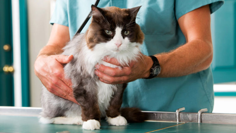 Where To Find Professional Veterinarians In Yorktown NY