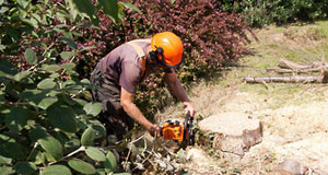 Reasons to Hire a Professional to Perform Stump Removal in St. Paul MN