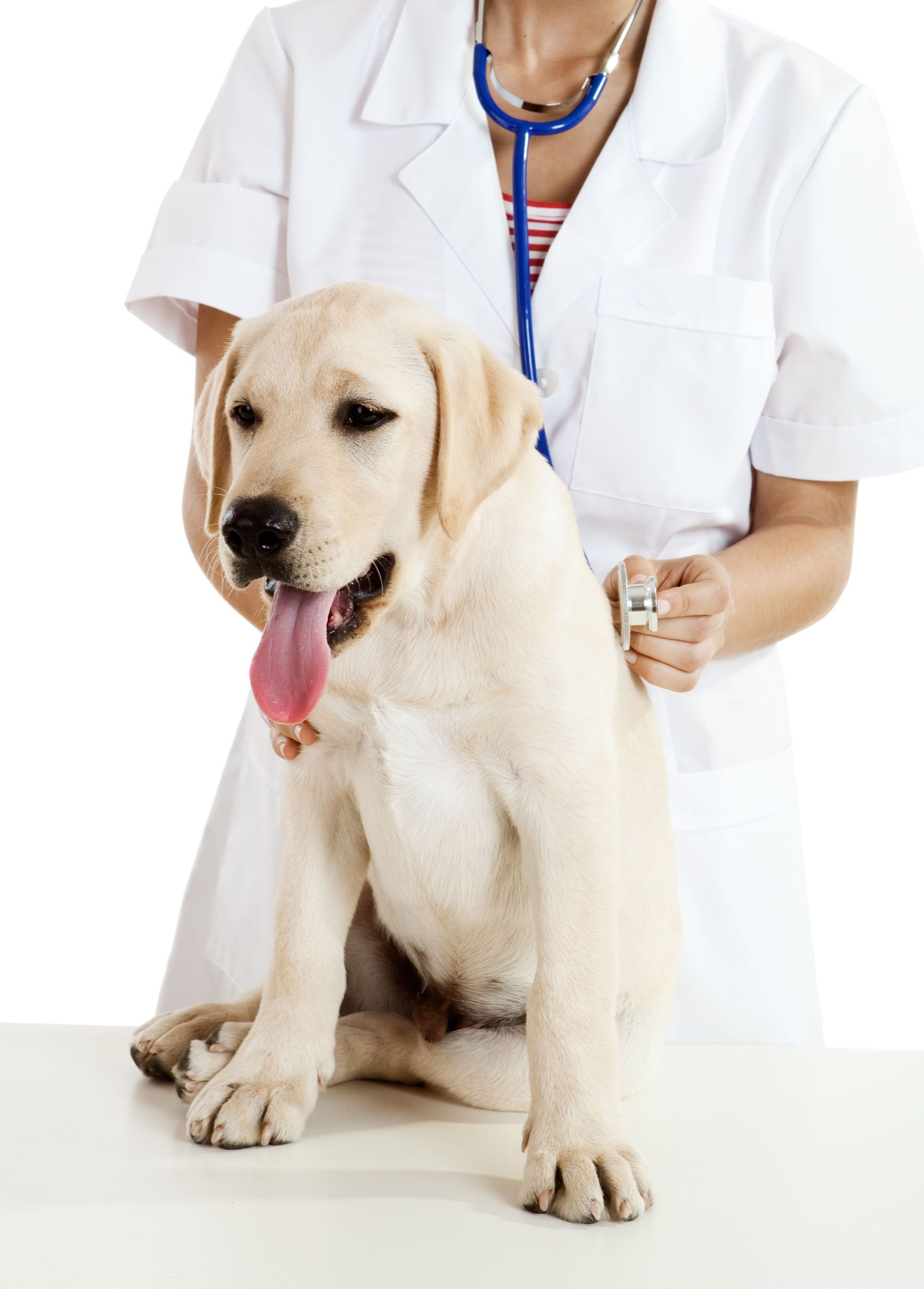 Pet Medical Treatment in Alexandria, VA Can Relieve Your Pet’s Suffering From Allergies