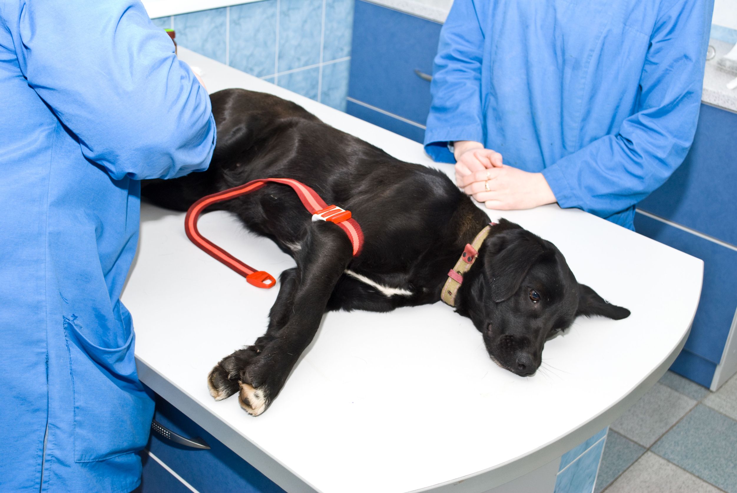 Common Pet Injuries That Lead To Trips To A Veterinary Practice