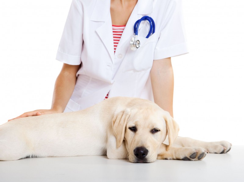 Schedule Your Pets Wellness Exam with a Vet in Bowie Today