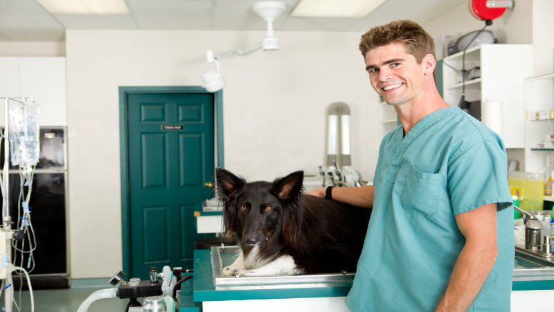 Getting To A Veterinarian Clinic In Roswell To Help Your Pet Out