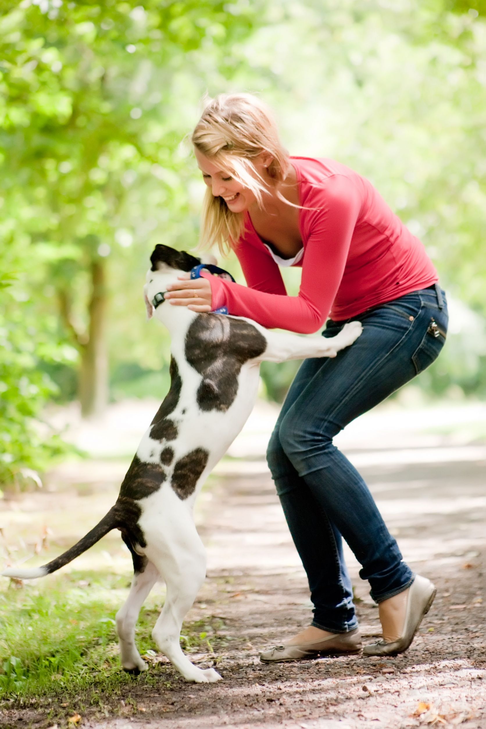 Preparing A Dog For Pet Boarding In Everett