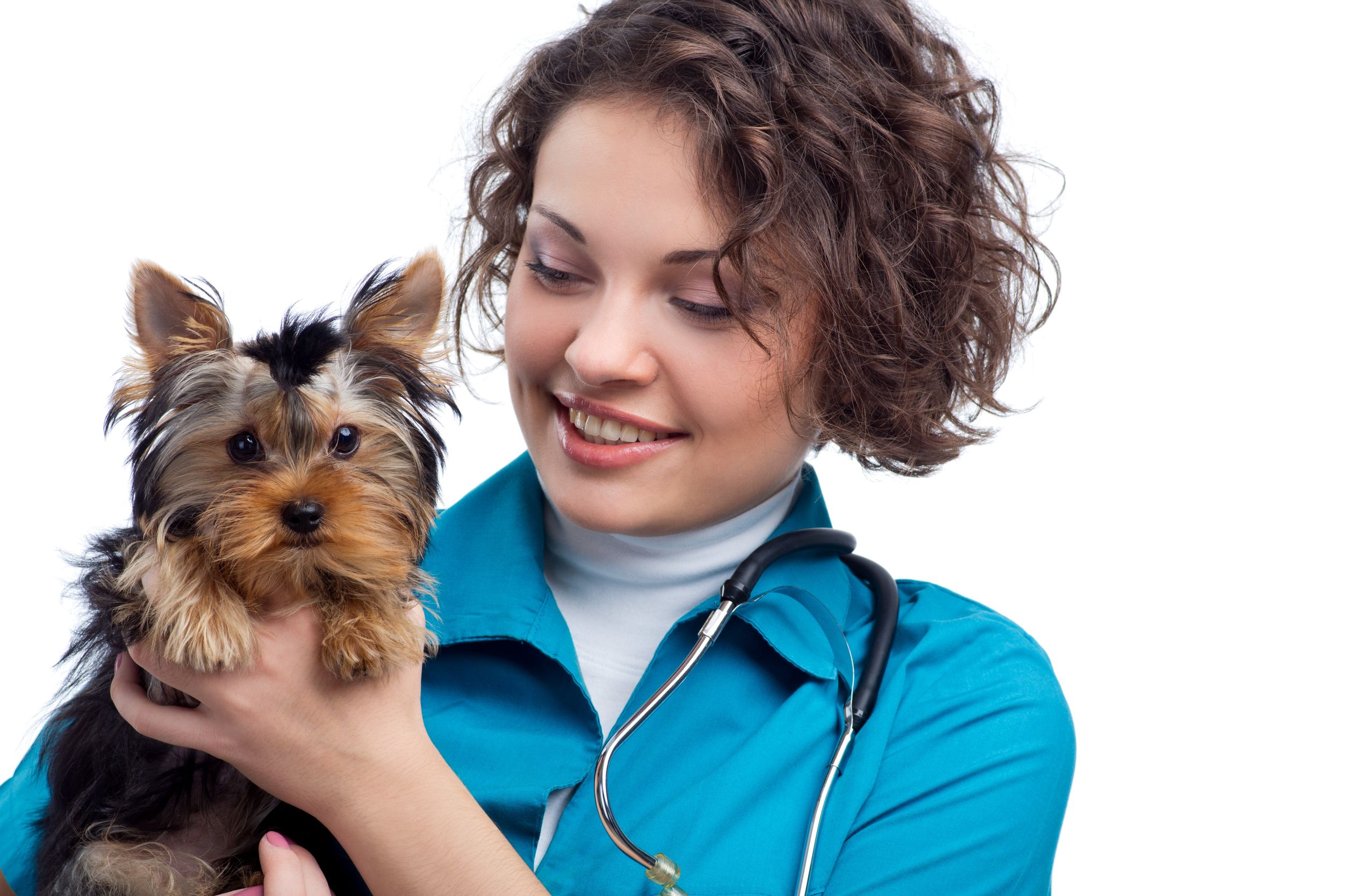 Why Choosing the Right Veterinarian in Roswell Matters