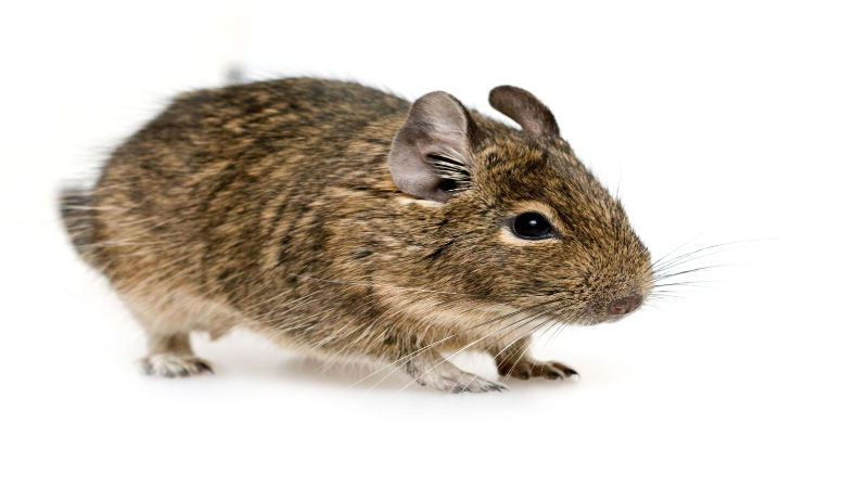 4 Things To Look For In Mice Treatment Service Providers