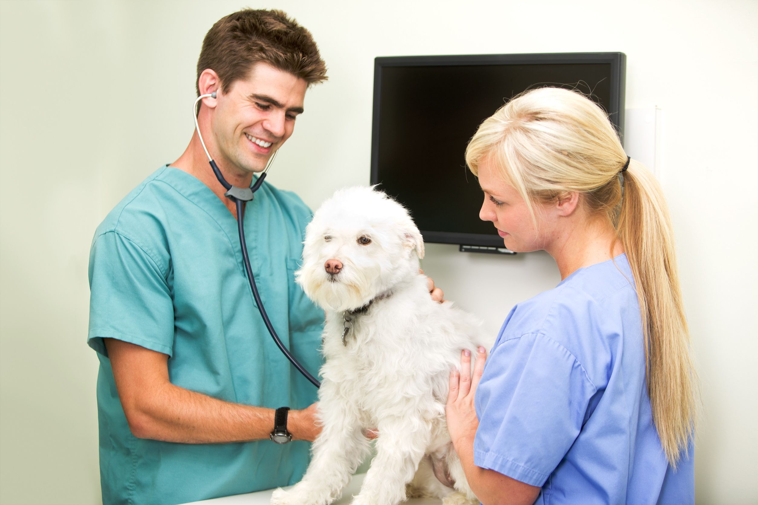 Signs it is Time to Take a Dog to Veterinarians in Idaho