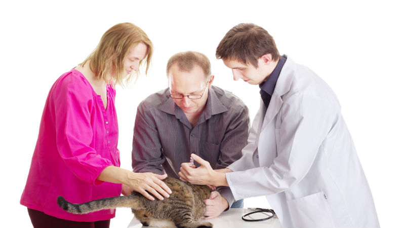 Cat Vaccines Should Be Up-To-Date