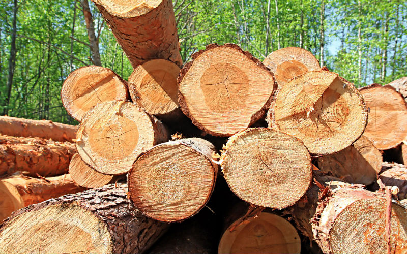 Obtain Tree Services from a Professional Tree Company