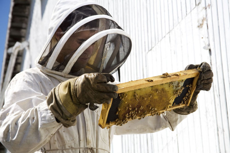 Ideas about Handling a Honey Bee Swarm in Westerville OH