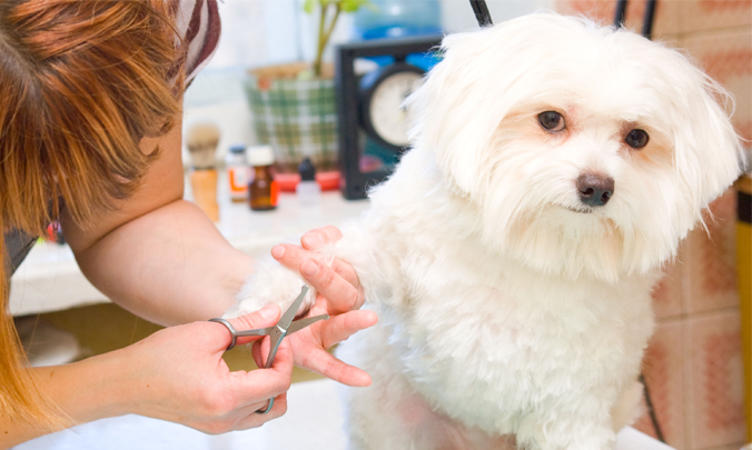 How Essential is Pet Grooming in Alexandria?