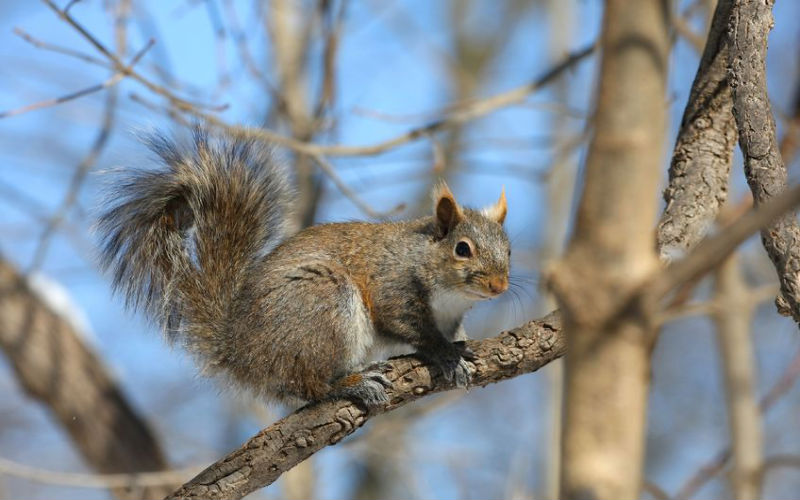 Signs of Rabies? Call Animal Control in Columbus, OH