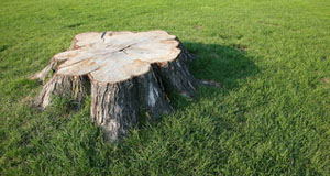 Why Hire a Tree Service for Stump Removal?