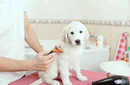 Professional Pet Bathing in Alexandria VA Is Very helpful