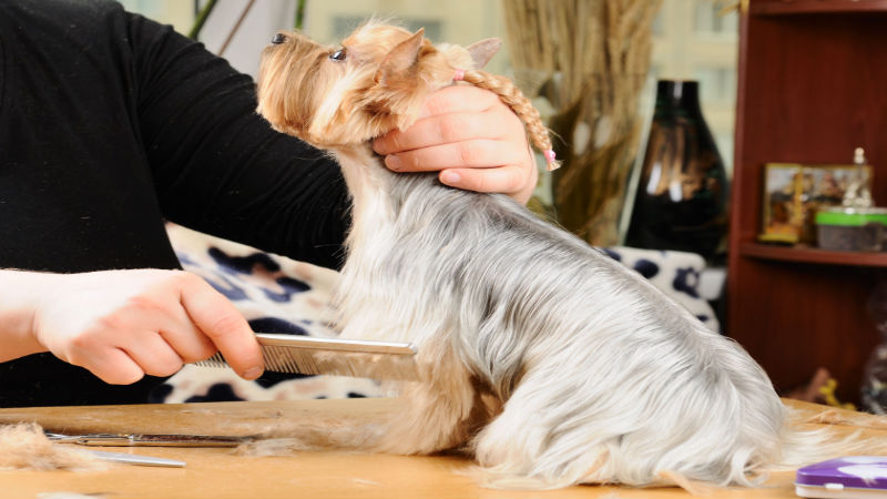 Consider Professional Pet Grooming in Marysville For Your Furry Friend