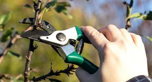 A Clearing Wood Lot Service Often Can Save Some Important Trees on the Property