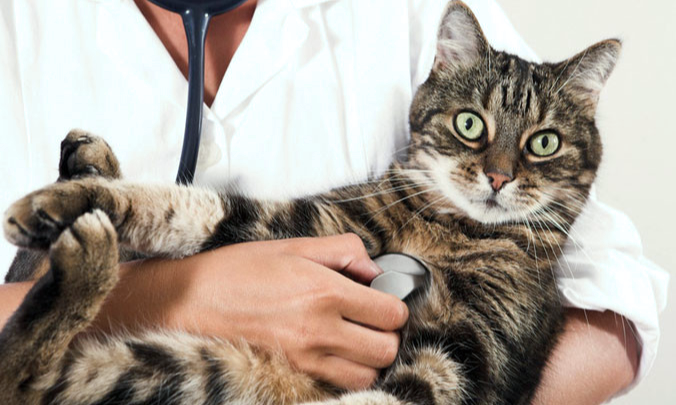 Why Many Residents Choose an Animal Hospital for Pet Care in Alexandria