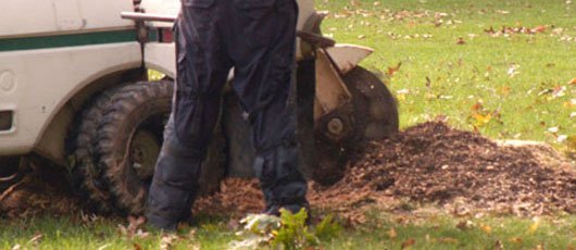 Stump Grinding Services In St. Paul MN Have Much to Offer Homeowners