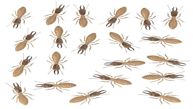 FAQs That Termite Inspection Company In Boynton Beach, Florida