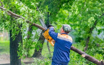 Top Tree Service Near Marietta, GA: Why Locals Choose Us